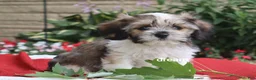 Mixed Breed dogs for sale: Nico - Ad 7