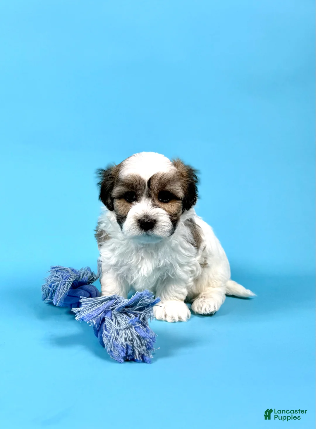 Havanese dogs for sale: WESLEY - Ad 1