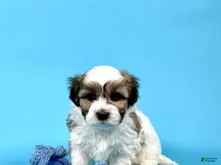 Havanese dogs for sale: WESLEY - Ad 2