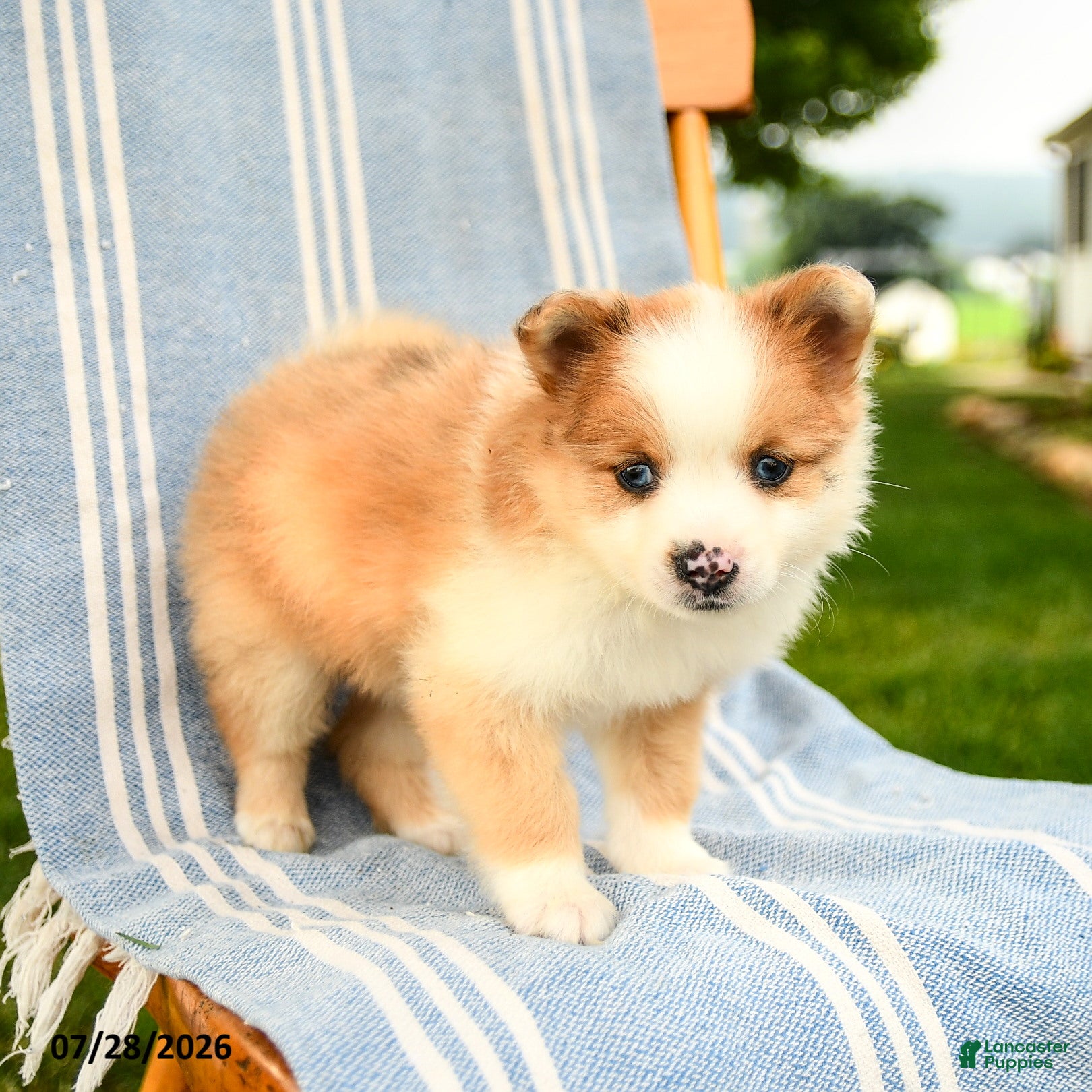 Pomeranian dogs Merrick - Ad 2