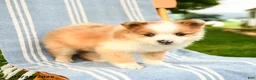 Pomeranian dogs for sale: Merrick - Ad 2