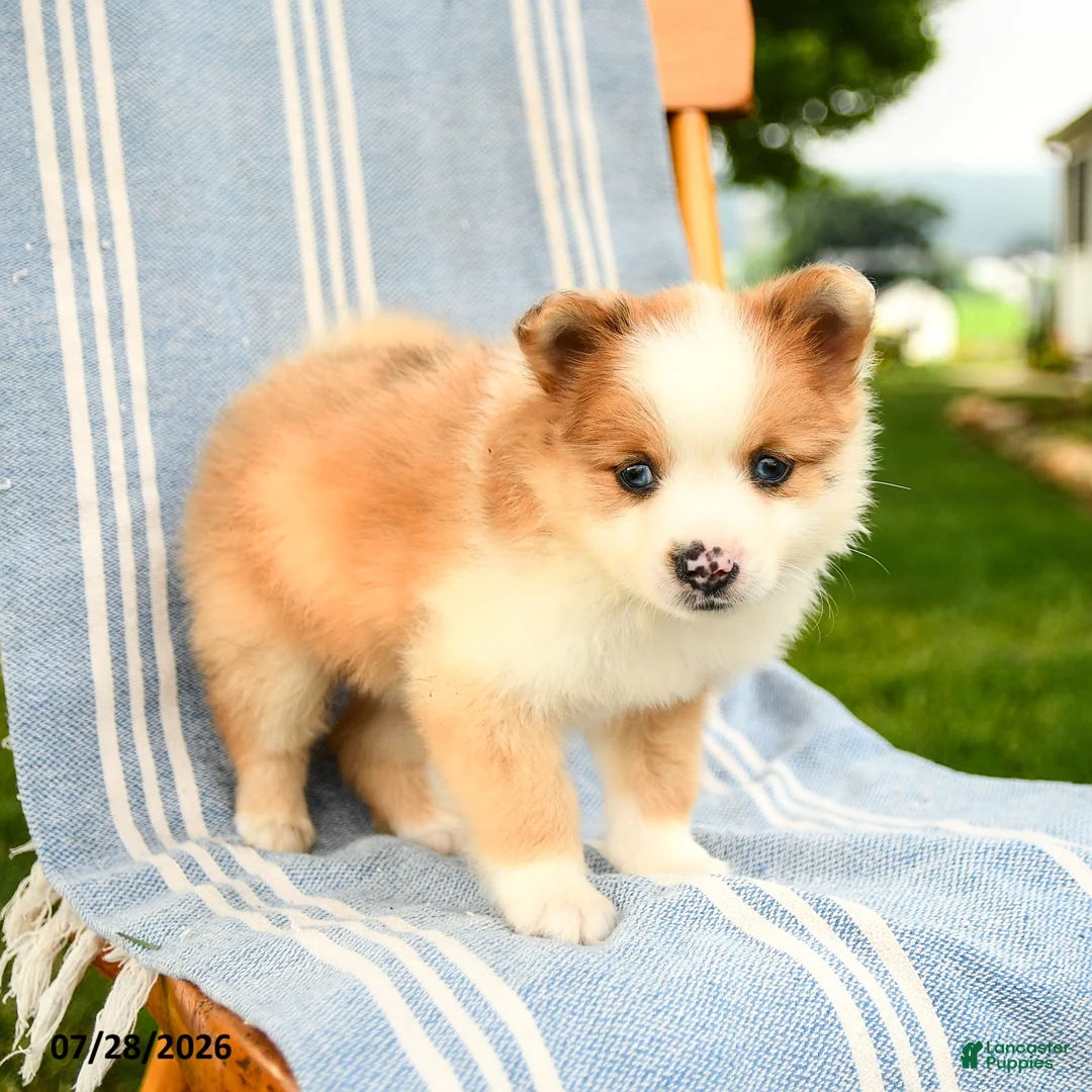 Pomeranian dogs for sale: Merrick - Ad 2