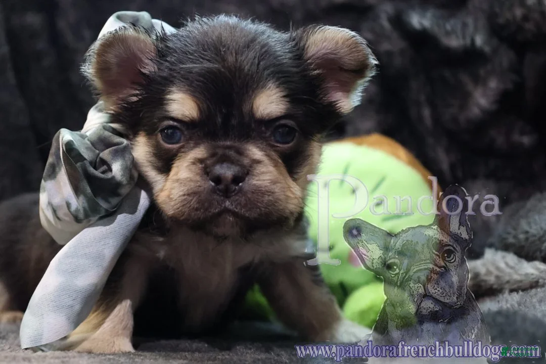 French Bulldog dogs for sale: Fable - Ad 7