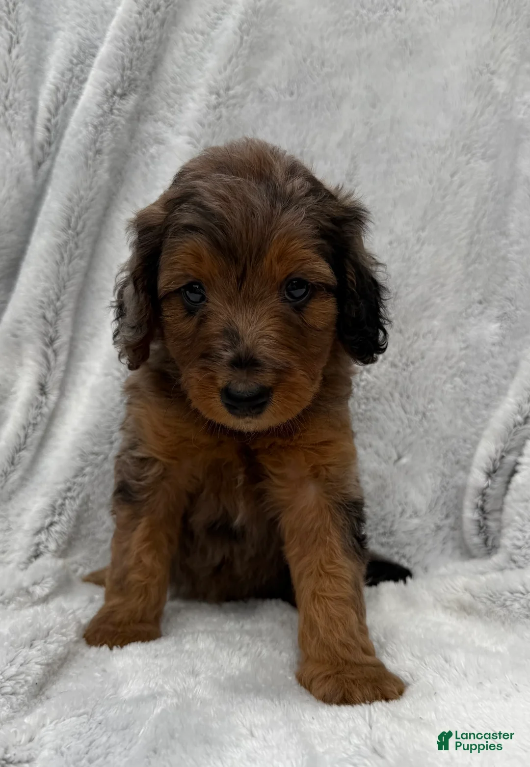 Goldendoodle dogs for sale: Stella - Ad 2
