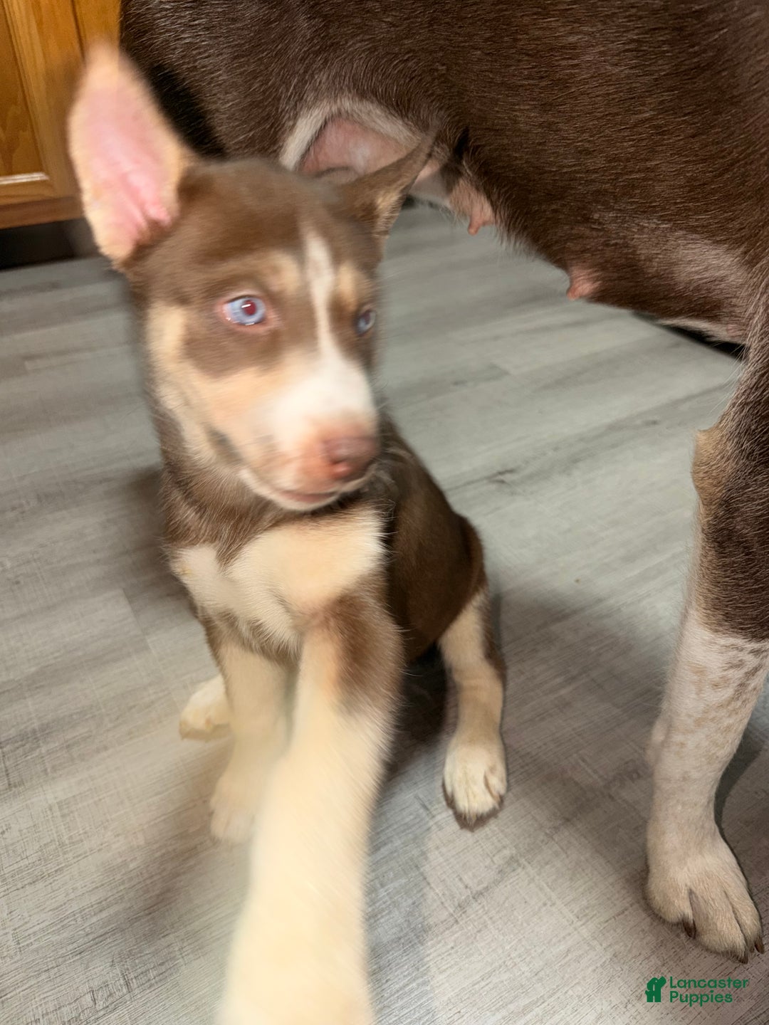Siberian Husky dogs for sale: Siberian Husky Puppy 5 - Ad 7