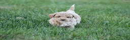 Bichpoo dogs for sale: Asher - Ad 5