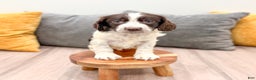 English Springer Spaniel dogs for sale: Enzo - Ad 3