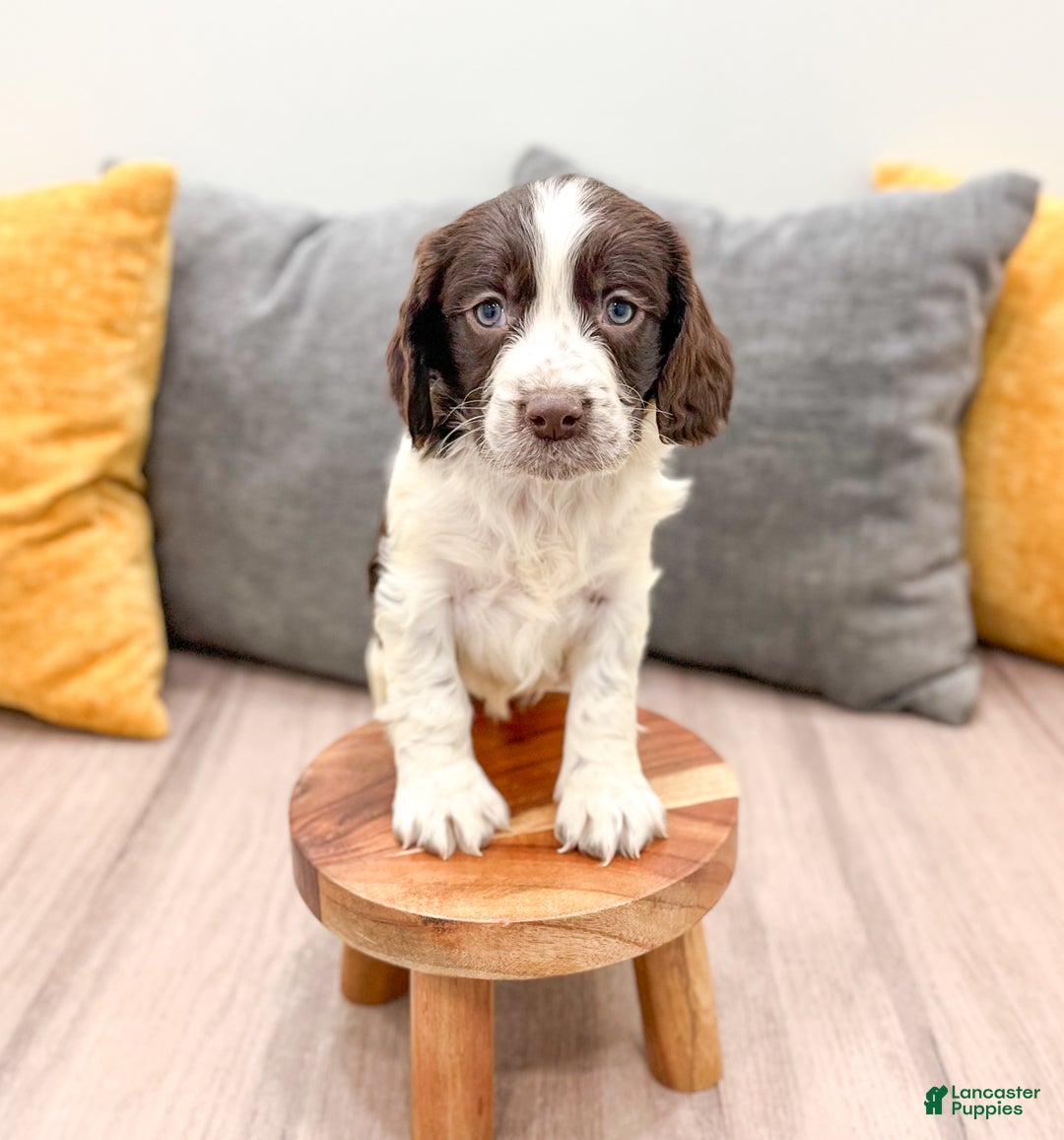 English Springer Spaniel dogs for sale: Enzo - Ad 3
