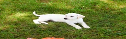 Labrador Retriever dogs for sale: Phineas  - Ad 3