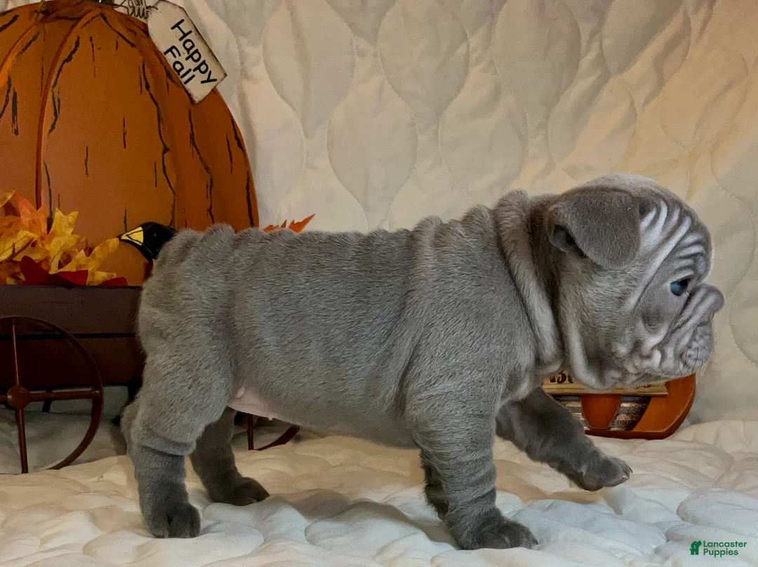 French Bulldog dogs for sale: River  - Ad 35