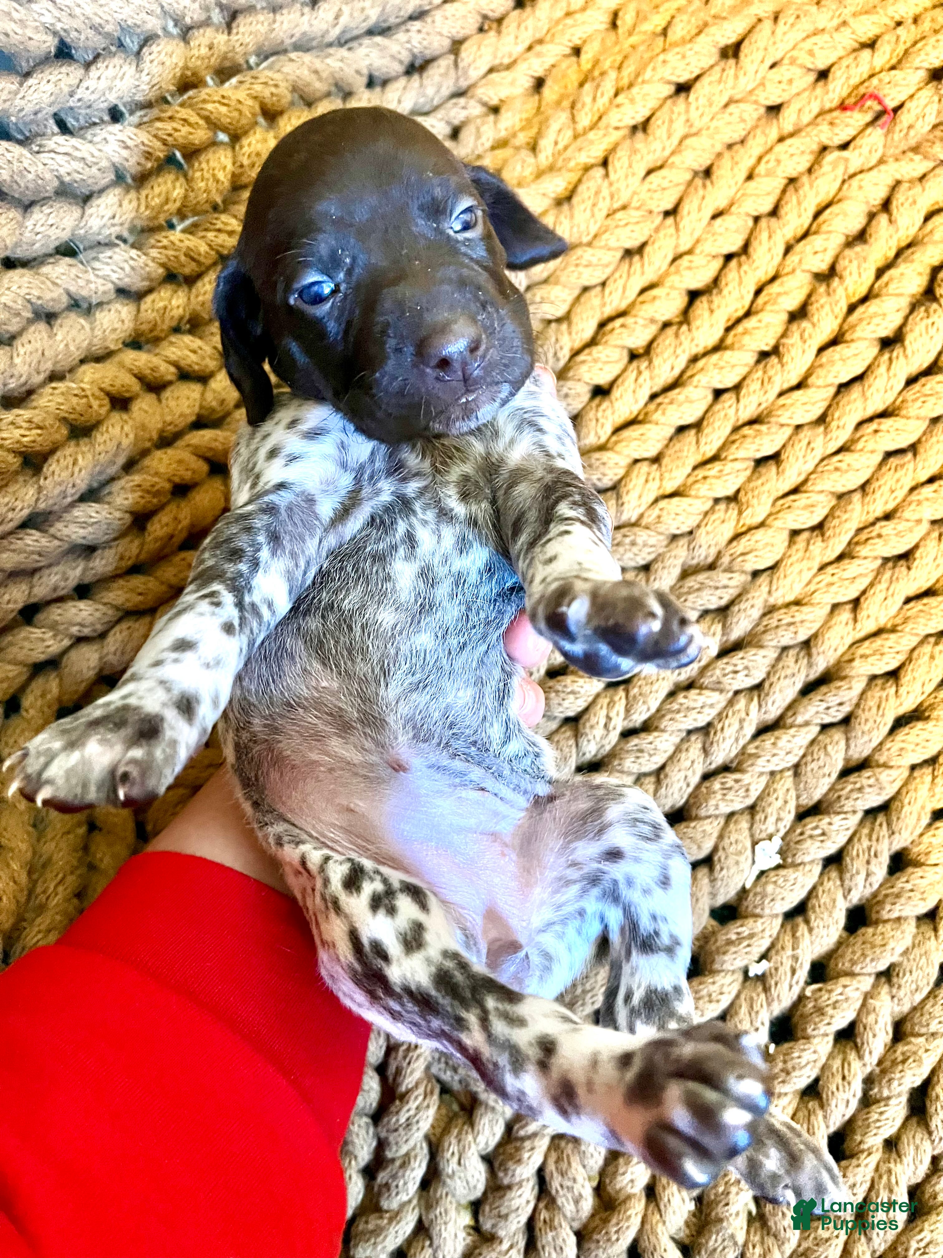 German Shorthaired Pointer dogs German Shorthaired Pointer Puppy 6 - Ad 32