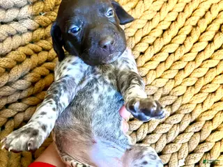 German Shorthaired Pointer dogs German Shorthaired Pointer Puppy 6 - Ad 32