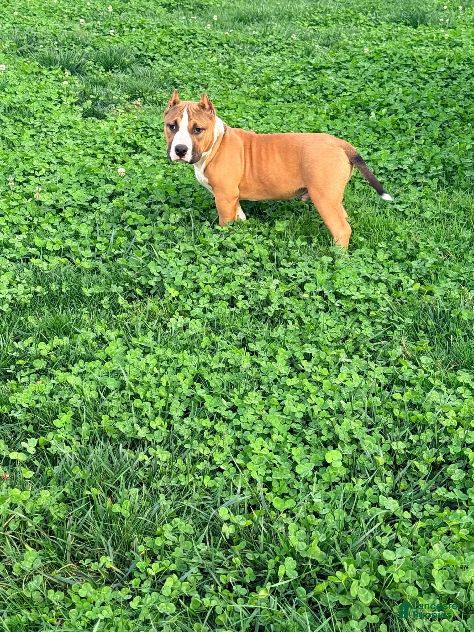 American Bully dogs for sale: Chester - Ad 4