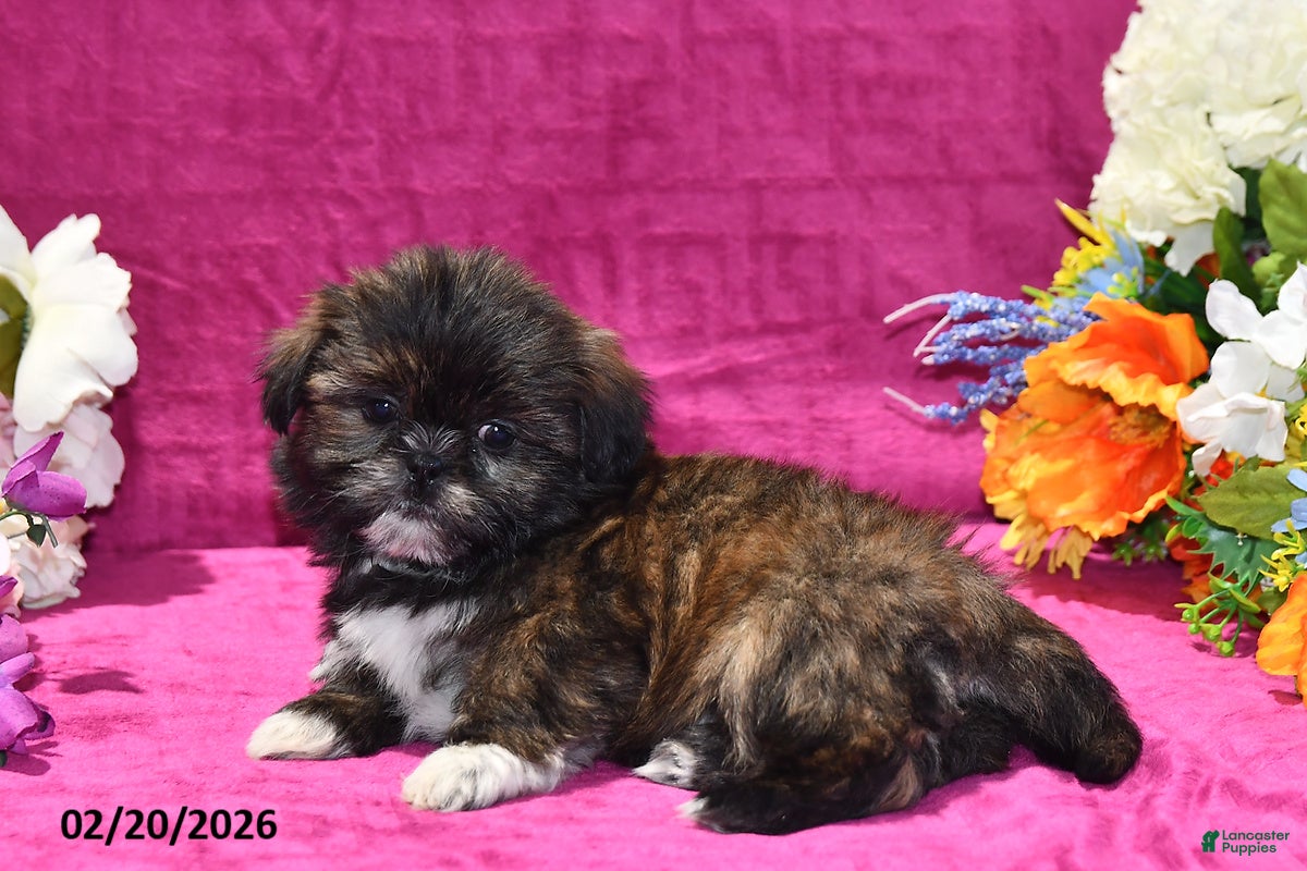 Shih Tzu dogs Rolo - Ad 2