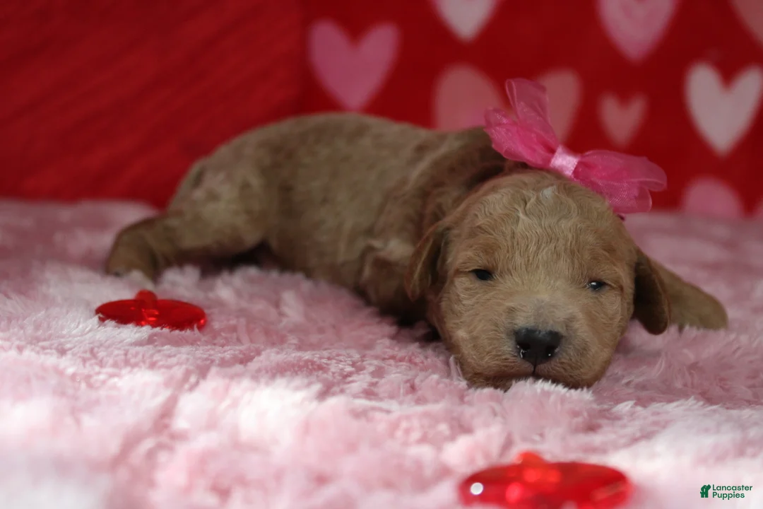 Goldendoodle dogs for sale: Sunkist - Ad 4
