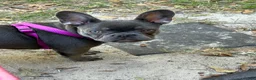 French Bulldog dogs for sale: French Bulldog 2 - Ad 6