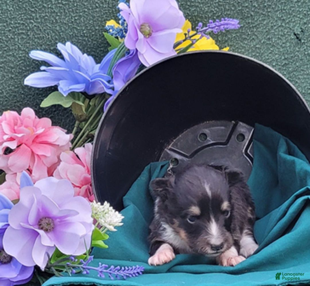 Shetland Sheepdog dogs for sale: Sweetie pie - Ad 4