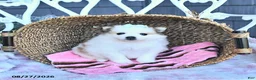 Pomeranian dogs for sale: Ava  - Ad 1