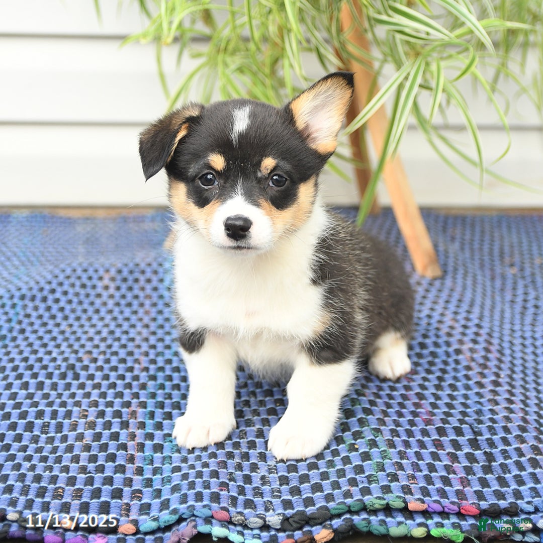 Welsh Corgi Pembroke dogs for sale: Sherri - Ad 8