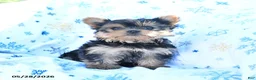 Yorkshire Terrier dogs for sale: Tootsie - Ad 4