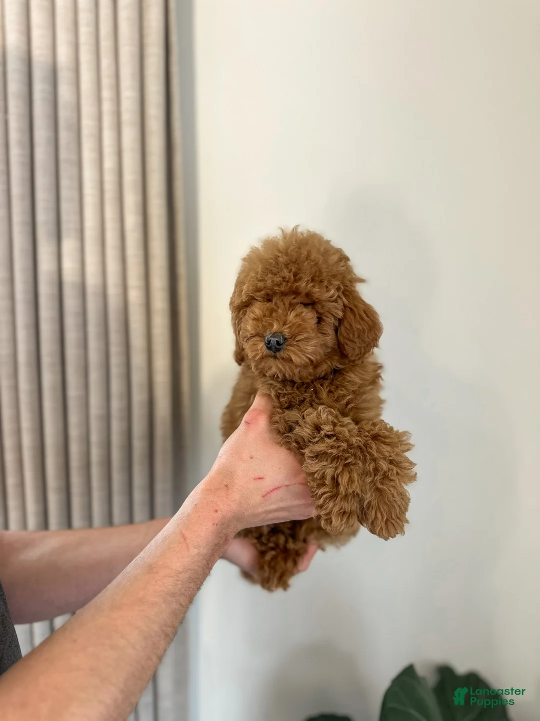 Mini Goldendoodle dogs for sale: Kai - Ad 2