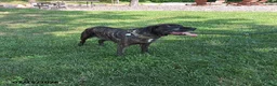 Cane Corso dogs for sale: Minnie - Ad 3