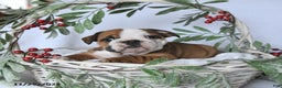 English Bulldog dogs for sale: Jade - Ad 5