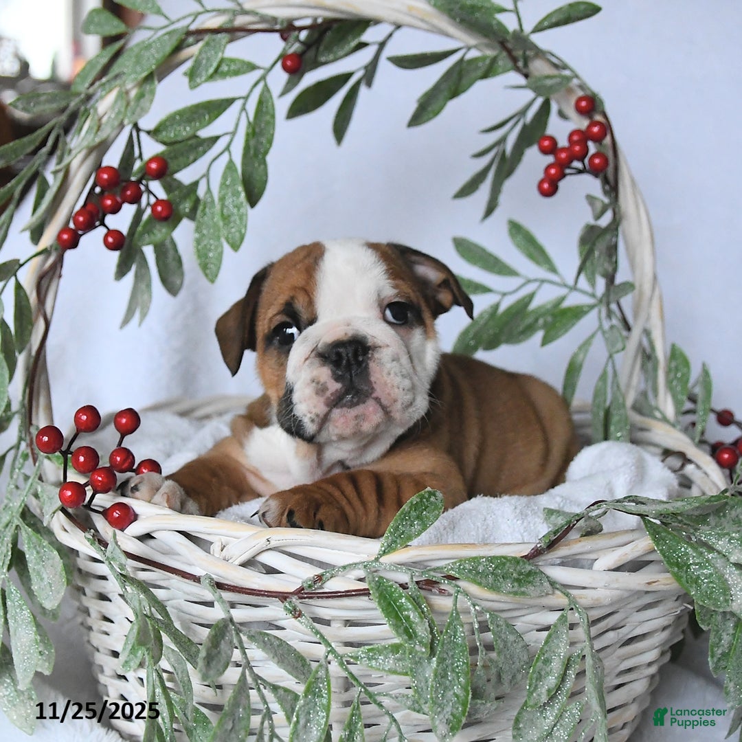 English Bulldog dogs for sale: Jade - Ad 5