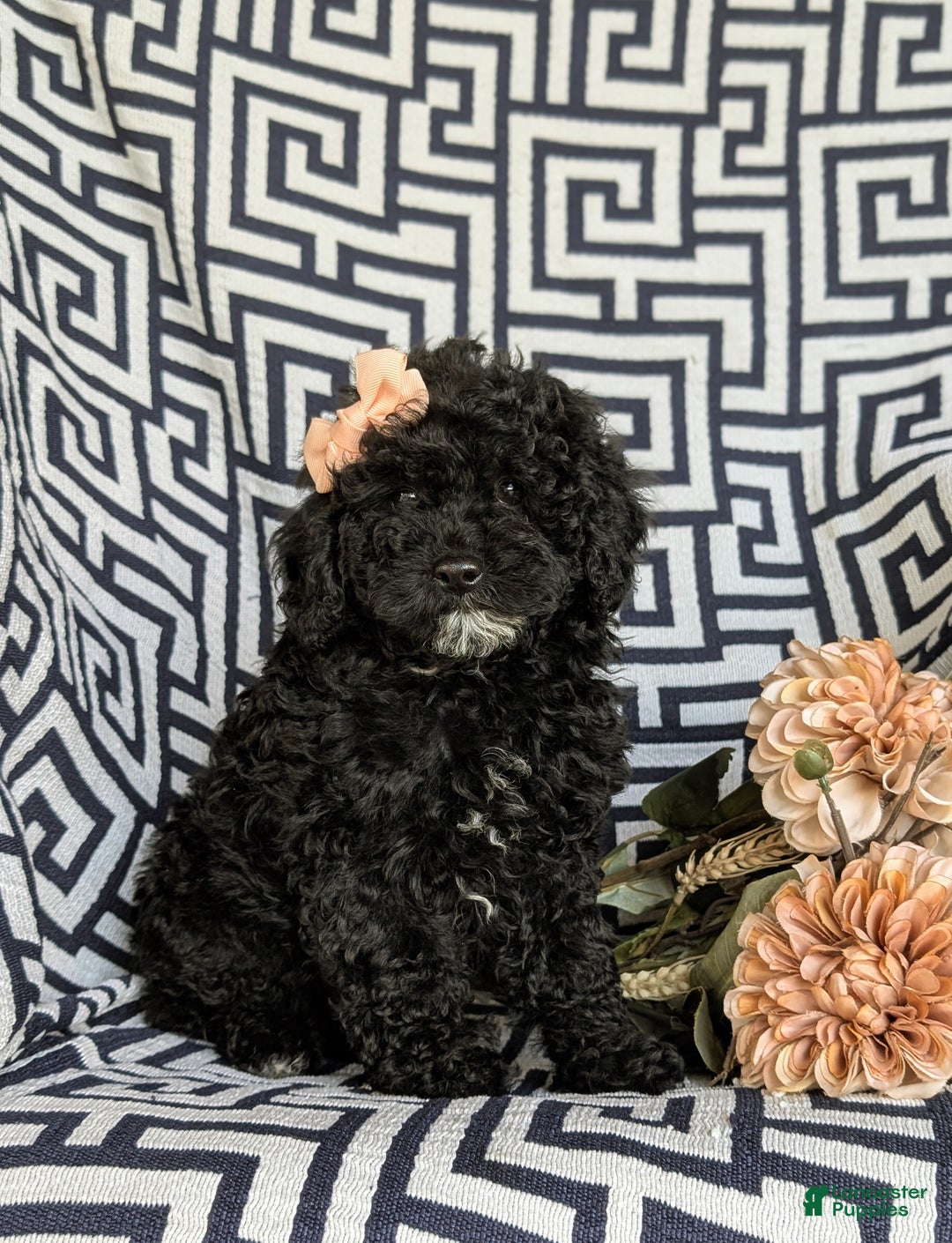 Cavapoo dogs for sale: Sophie 10 lbs Full Grown - Ad 1