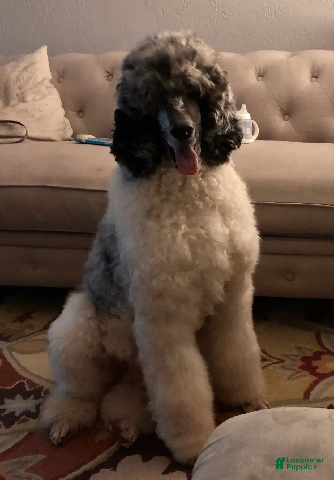 Gallery Image {{count}}