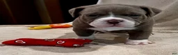 American Pit Bull Terrier dogs for sale: American Pit Bull Terrier Puppy 2 - Ad 3