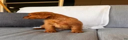 Golden Retriever dogs for sale: Golden Retriever 1 - Ad 8