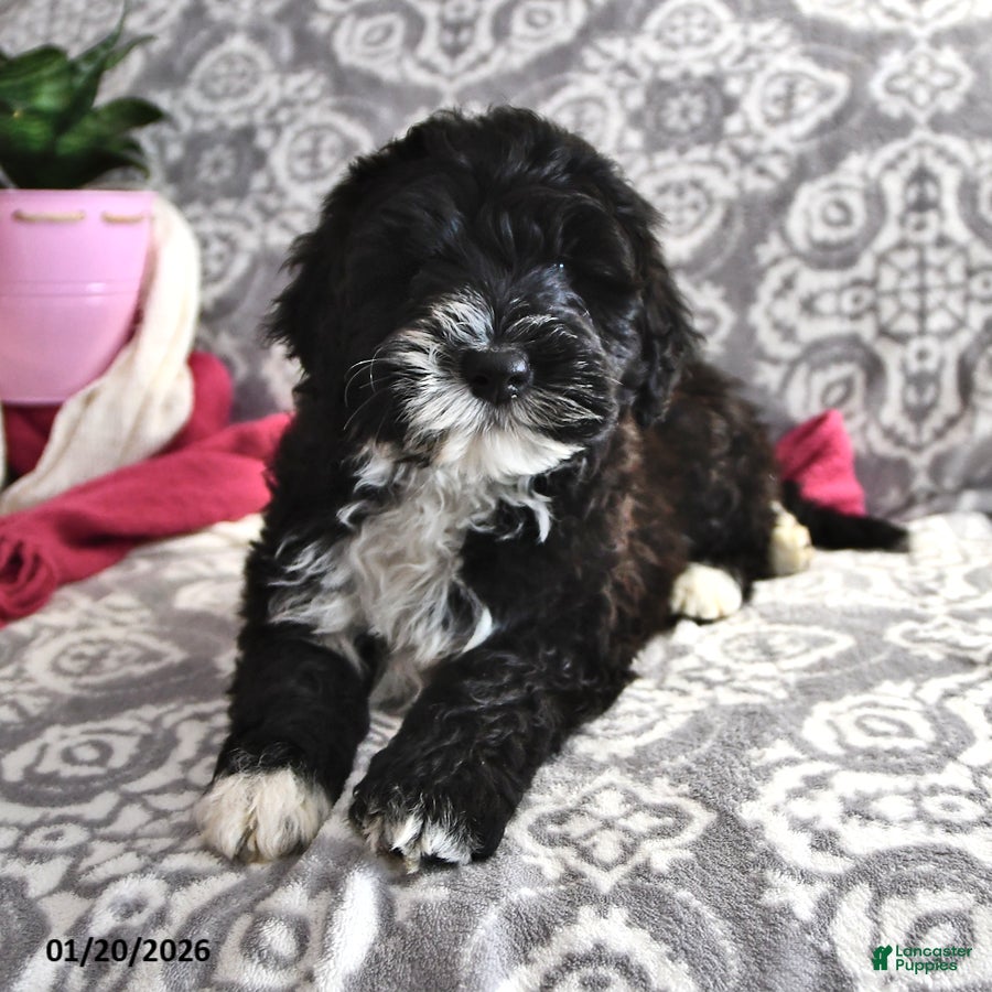 Portuguese Water Dog dogs Disco - Ad 1