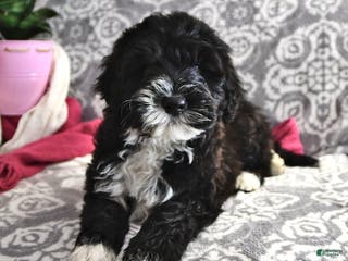 Portuguese Water Dog dogs Disco - Ad 4