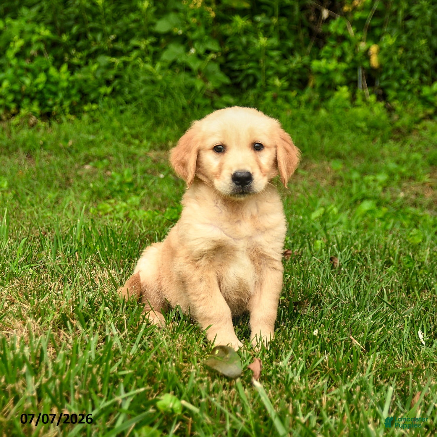 Golden Retriever dogs Nico - Ad 2