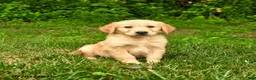 Golden Retriever dogs for sale: Nico - Ad 2