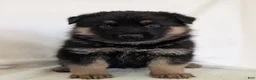 German Shepherd dogs for sale: Mason  - Ad 4