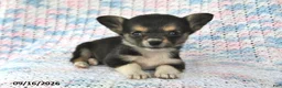 Welsh Corgi Pembroke dogs for sale: Alex - Ad 1