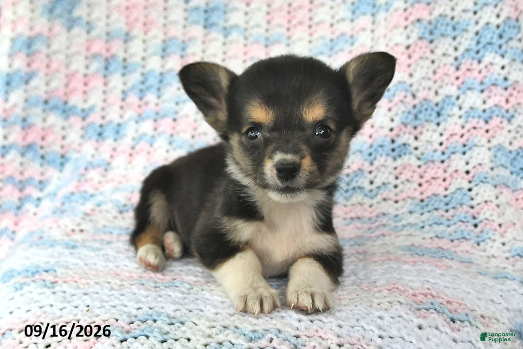 Welsh Corgi Pembroke dogs for sale: Alex - Ad 1