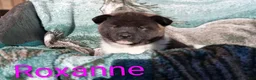 Akita dogs for sale: Roxanna - Ad 7