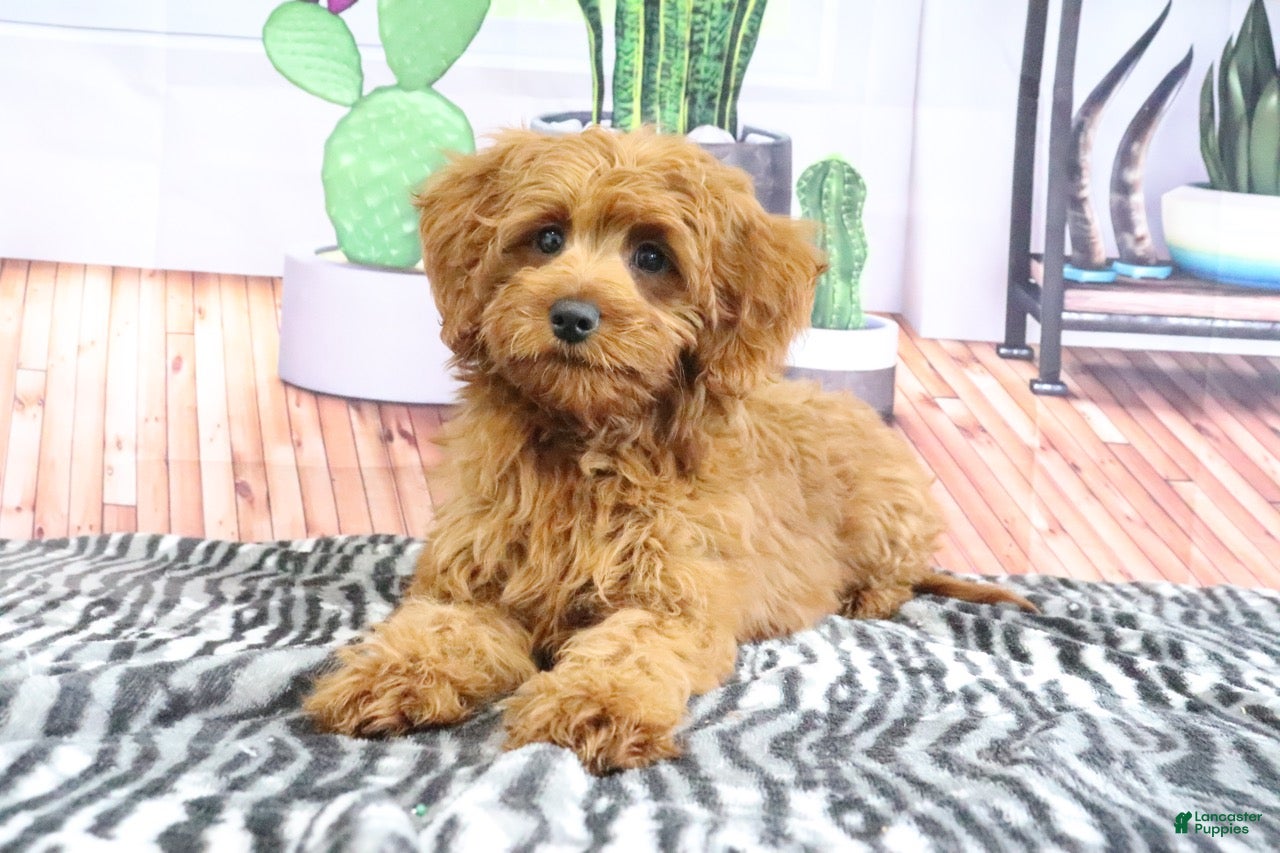 Mini Goldendoodle dogs Bozo - Ad 2