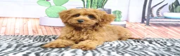 Mini Goldendoodle dogs for sale: Bozo - Ad 2