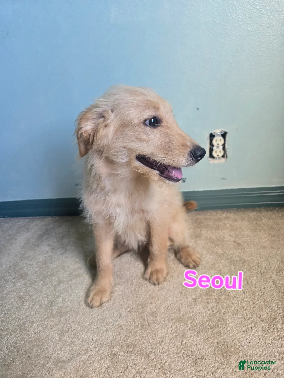 Goldendoodle dogs for sale: Goldendoodle Puppy 10 - Ad 1