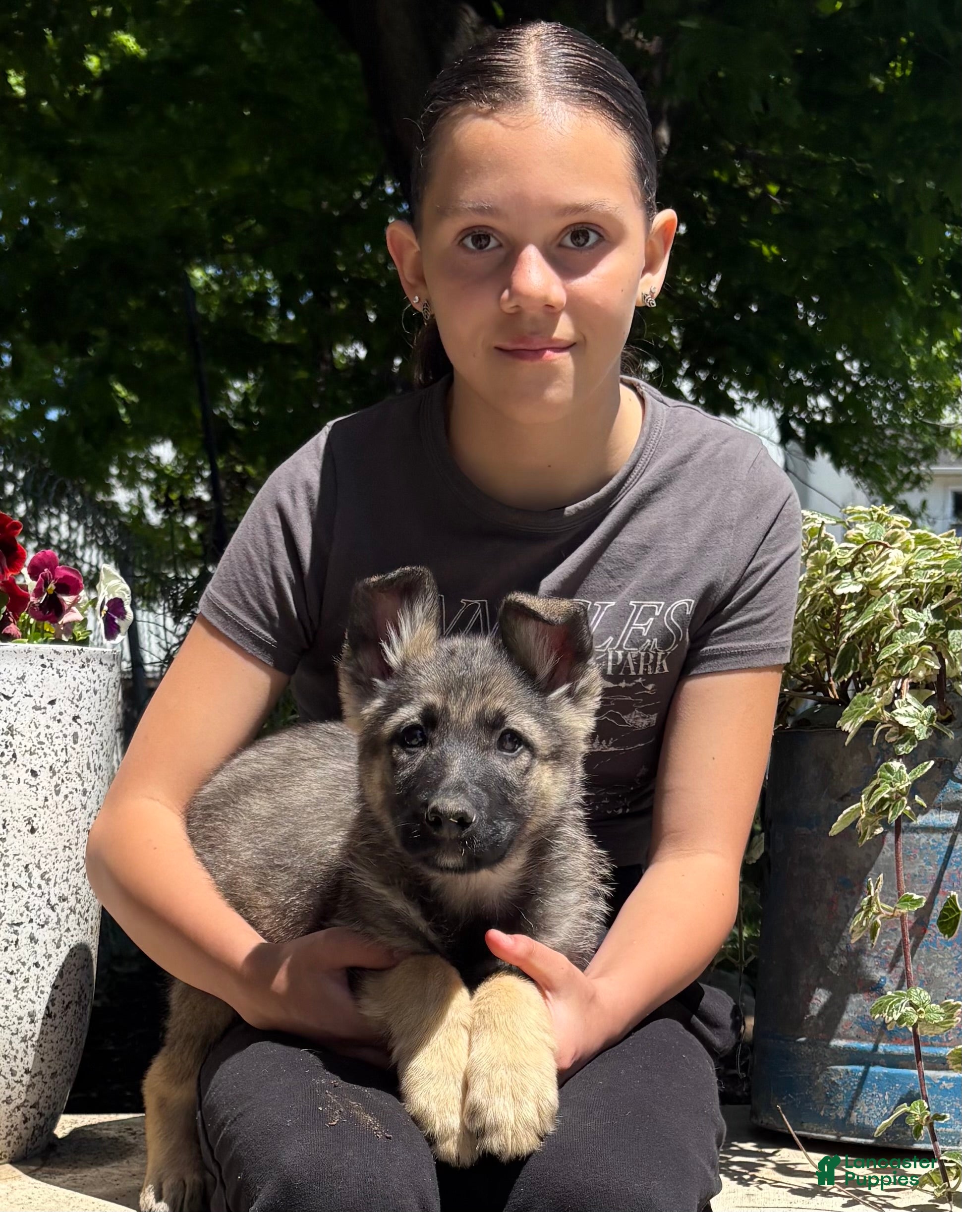 German Shepherd dogs for sale: Ollie - Ad 1
