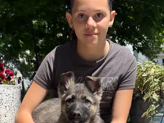 German Shepherd dogs for sale: Ollie - Ad 1