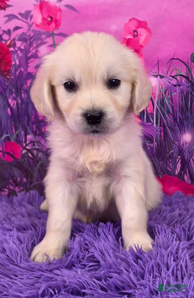 Golden Retriever dogs Louie - Ad 1