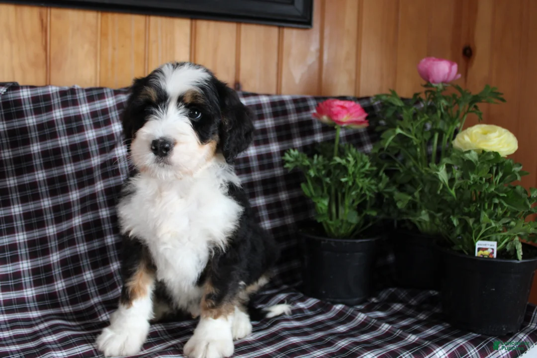 Bernedoodle dogs for sale: Captain - Ad 2