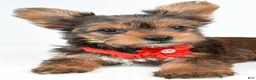 Yorkshire Terrier dogs for sale: Isabella - Ad 4