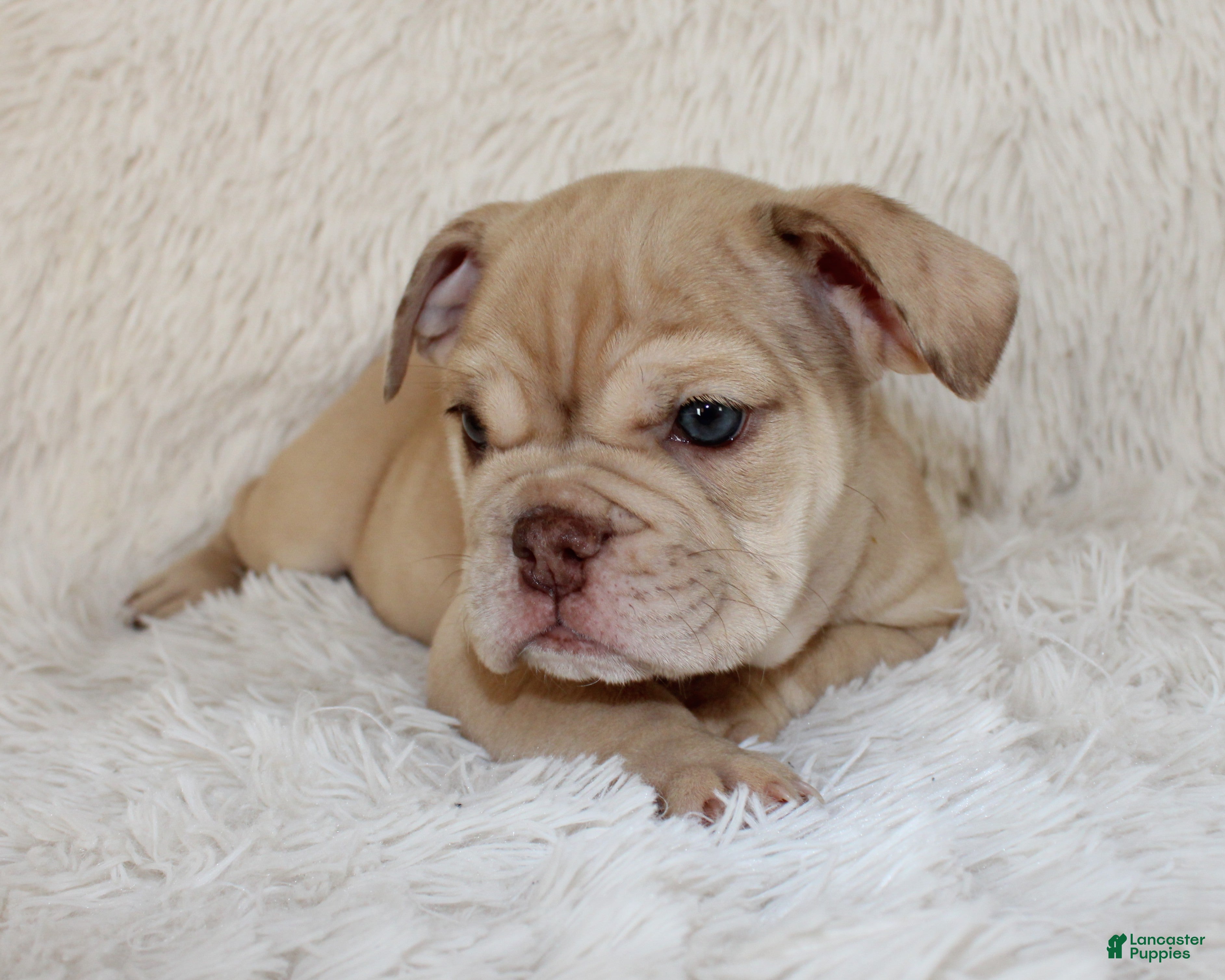 English Bulldog dogs Karis - Ad 2