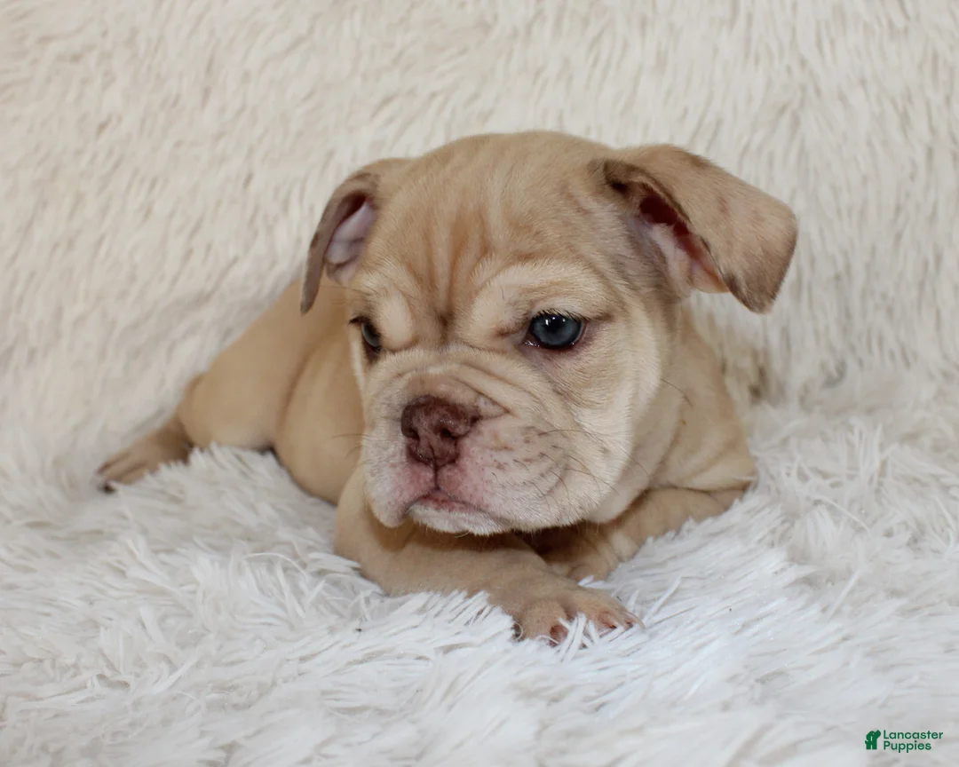 English Bulldog dogs for sale: Karis - Ad 2